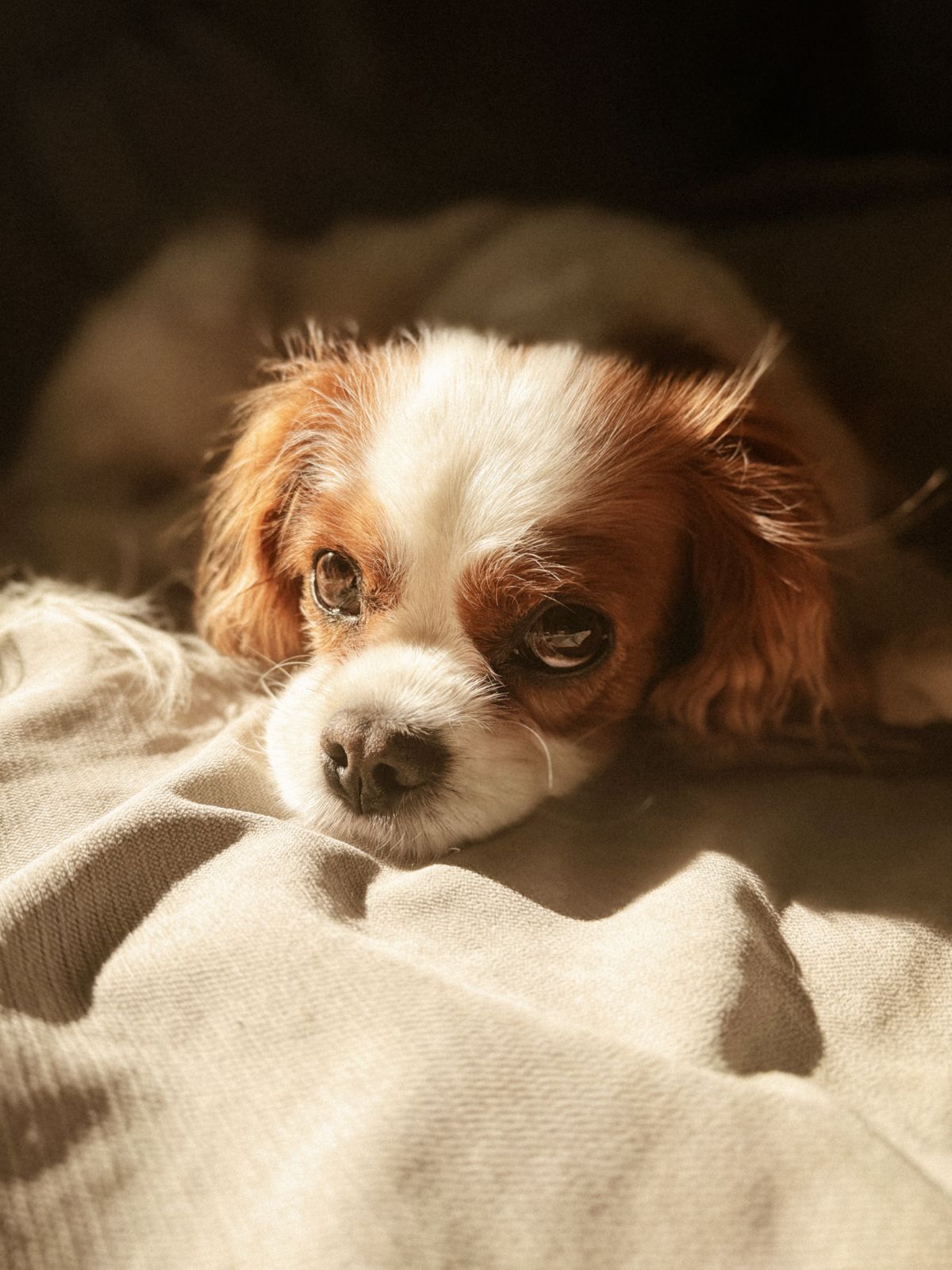 Cavalier King Charles Spaniel drzemiący w promieniu słońca