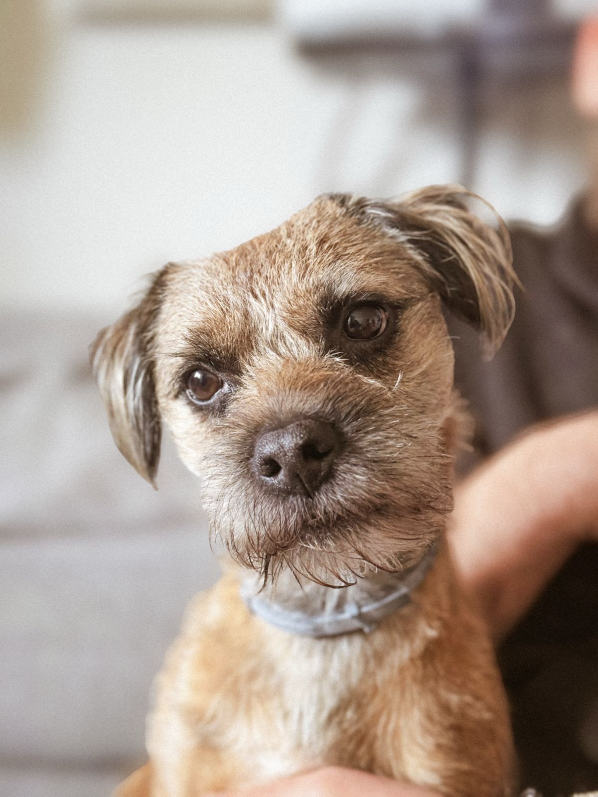 Border Terrier patrzący w obiektyw