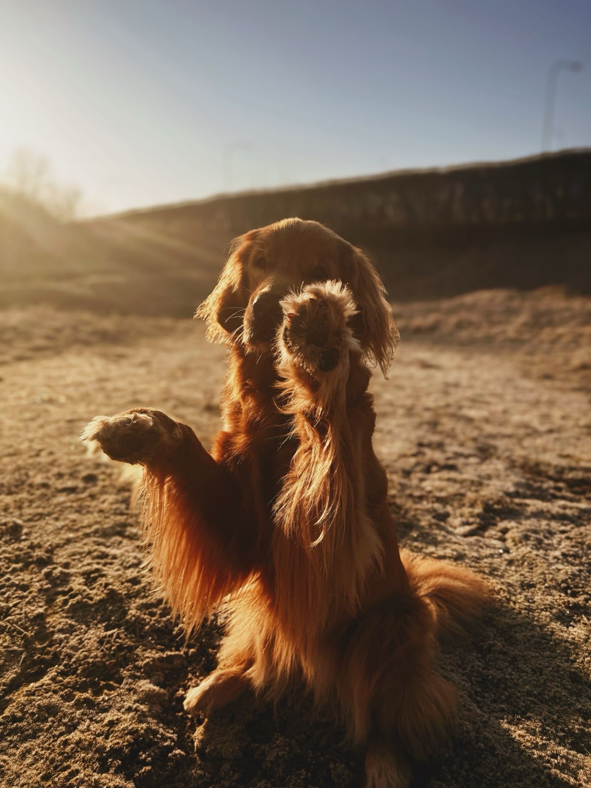 Golden retriever w ciepłym świetle